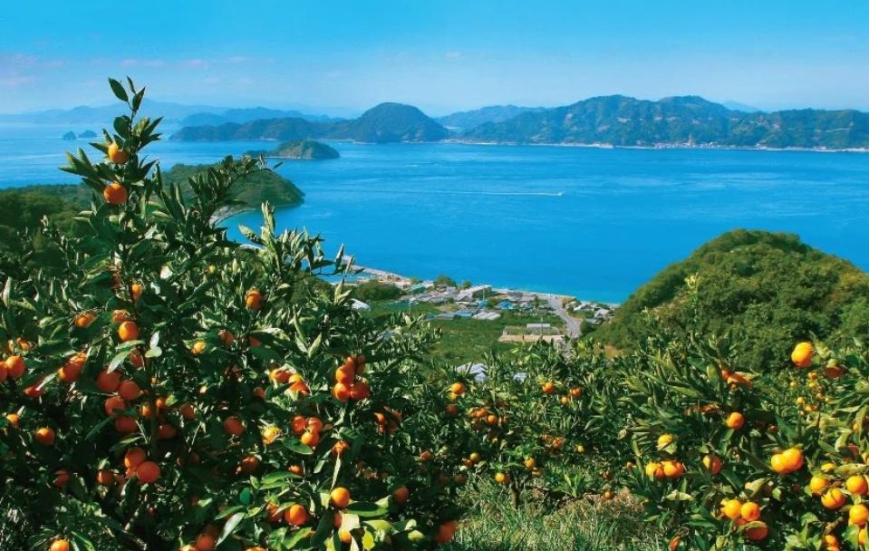 愛媛のミカンと瀬戸内海